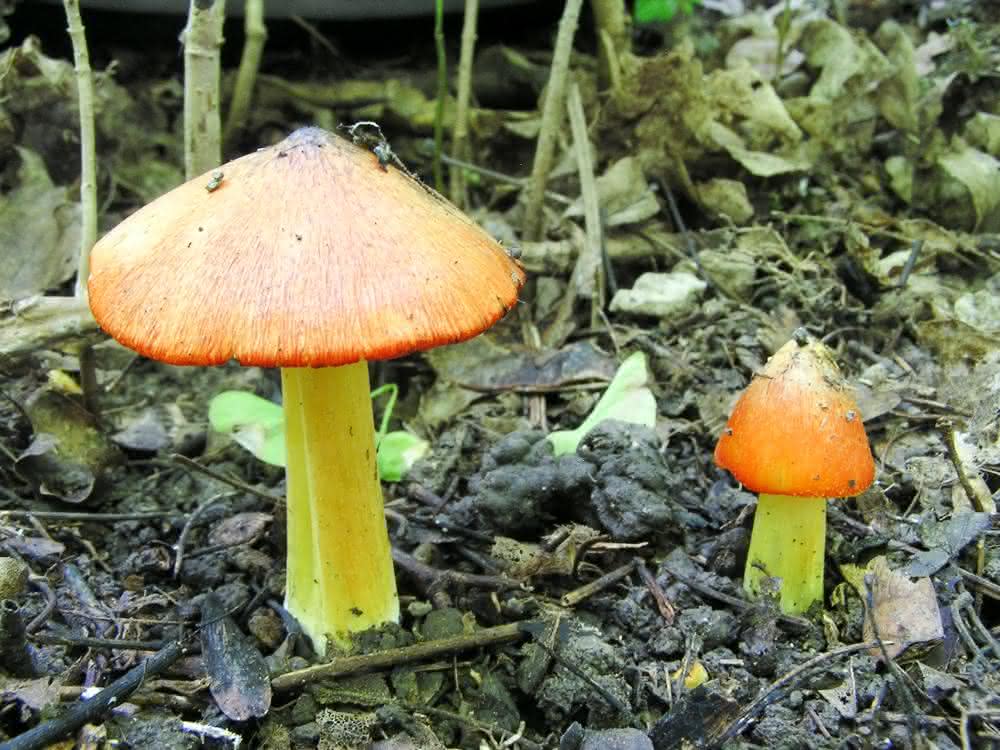 Der Kegelige Saftling (Hygrocybe conica) ist einer von 29 sogenannten Pilz-Verantwortungsarten, die vom Eschentriebsterben bedroht sind.