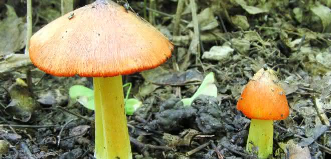 Der Kegelige Saftling (Hygrocybe conica) ist einer von 29 sogenannten Pilz-Verantwortungsarten, die vom Eschentriebsterben bedroht sind. Der Kegelige Saftling (Hygrocybe conica) ist einer von 29 sogenannten Pilz-Verantwortungsarten, die vom Eschentriebsterben bedroht sind.