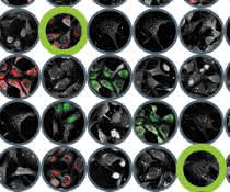Nanolive’s CX-A is designed to work with 96 well plates to multiply and parallelize experimental conditions.