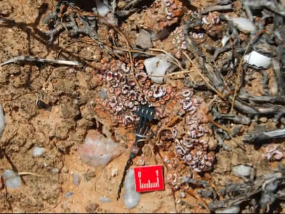 Bodenfeuchtesensor im Einsatz in einer durch Flechten dominierten Bodenkruste in der Sukkulentenkaroo, einer Halbwüste in Südafrika Bodenfeuchtesensor im Einsatz in einer durch Flechten dominierten Bodenkruste in der Sukkulentenkaroo, einer Halbwüste in Südafrika