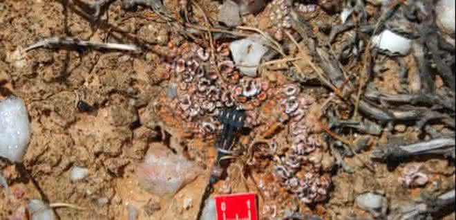 Bodenfeuchtesensor im Einsatz in einer durch Flechten dominierten Bodenkruste in der Sukkulentenkaroo, einer Halbwüste in Südafrika Bodenfeuchtesensor im Einsatz in einer durch Flechten dominierten Bodenkruste in der Sukkulentenkaroo, einer Halbwüste in Südafrika