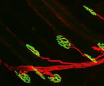 Die neuromuskuläre Synapse: Das Motorneuron (rot) aktiviert den Muskel über die Acetylcholinrezeptoren (grün). Die neuromuskuläre Synapse: Das Motorneuron (rot) aktiviert den Muskel über die Acetylcholinrezeptoren (grün).