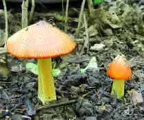 Der Kegelige Saftling (Hygrocybe conica) ist einer von 29 sogenannten Pilz-Verantwortungsarten, die vom Eschentriebsterben bedroht sind.