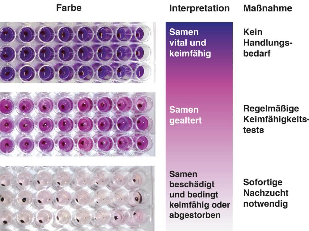 Darstellung Farbumschlag in Mikrotiterplatten