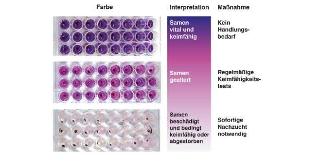 Darstellung Farbumschlag in Mikrotiterplatten