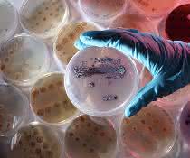 Im aktuellen Projekt suchen Forschungsteams der Friedrich-Schiller-Universität Jena auch nach geeigneten Bakterien – im Bild: Petrischale mit dem Bakterium Streptomyces lividans –, die im Boden gelöste Schwermetalle als Biominerale fixieren. Petrischale mit dem Bakterium Streptomyces lividans