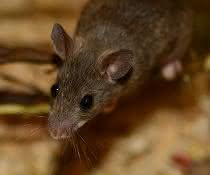 Spitzmaus