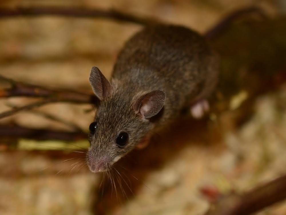 Spitzmaus