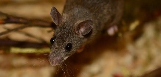 Spitzmaus