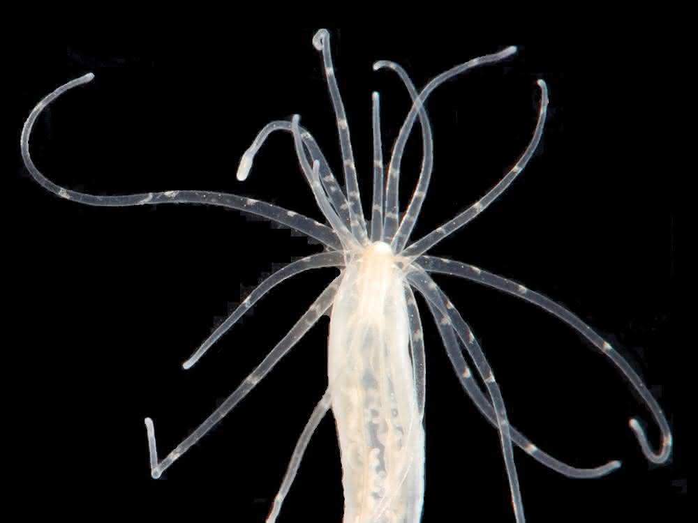 Uralte Tiergenom-Gene, die etwa bei der Seeanemone Nematostella vectensis nachgewiesen wurden, leben und spielen zusammen.