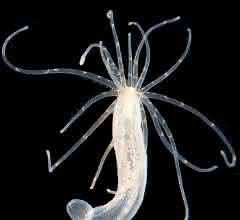 Uralte Tiergenom-Gene, die etwa bei der Seeanemone Nematostella vectensis nachgewiesen wurden, leben und spielen zusammen. Uralte Tiergenom-Gene, die etwa bei der Seeanemone Nematostella vectensis nachgewiesen wurden, leben und spielen zusammen.