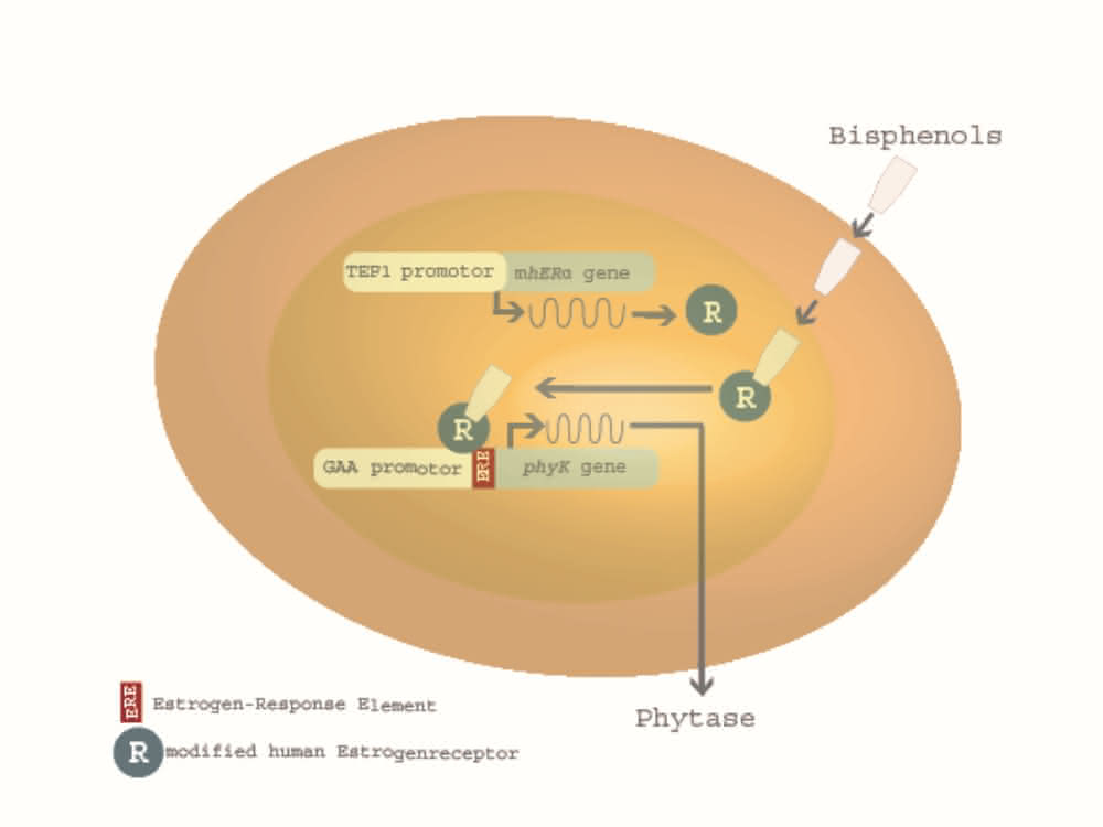 Bild 1: Schematische Darstellung des Arxula adeninivorans-Biosensors im A-YBS. © new_diagnostics GmbH