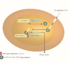 Bild 1: Schematische Darstellung des Arxula adeninivorans-Biosensors im A-YBS. © new_diagnostics GmbH