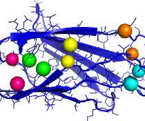 Fibronektin spielt bei der Wundheilung eine bedeutende Rolle. Die Grafik zeigt einen wichtigen Teil des Proteins mit Kontaktpaaren (jeweils gleichfarbige Kugeln). Fibronektin spielt bei der Wundheilung eine bedeutende Rolle. Die Grafik zeigt einen wichtigen Teil des Proteins mit Kontaktpaaren.