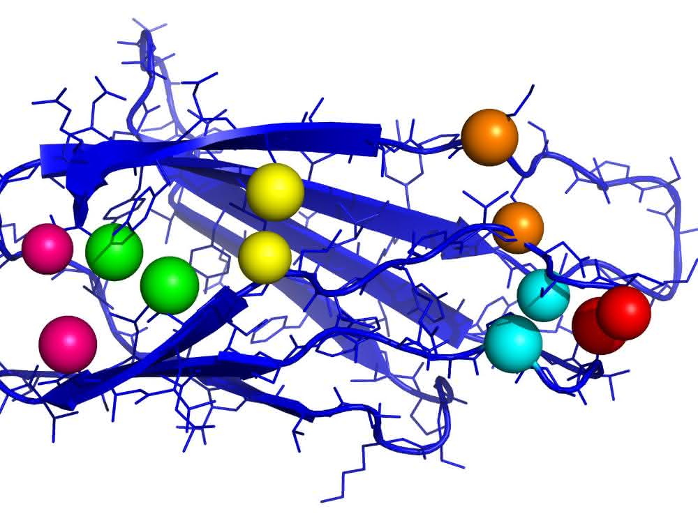 Fibronektin spielt bei der Wundheilung eine bedeutende Rolle. Die Grafik zeigt einen wichtigen Teil des Proteins mit Kontaktpaaren.