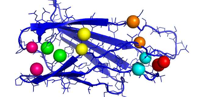 Fibronektin spielt bei der Wundheilung eine bedeutende Rolle. Die Grafik zeigt einen wichtigen Teil des Proteins mit Kontaktpaaren.