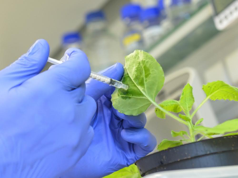 Mit Hilfe der neuen Methode der MLU-Forscher könnten Pflanzen leicht gegen Viren geimpft werden.