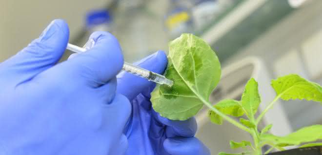 Mit Hilfe der neuen Methode der MLU-Forscher könnten Pflanzen leicht gegen Viren geimpft werden.