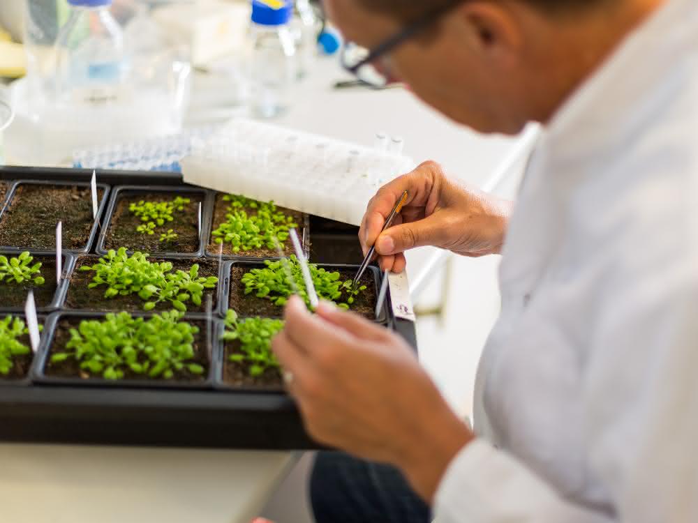 Prof. Dr. Detlef Weigel, geschäftsführender Direktor am Max-Planck-Institut für Entwicklungsbiologie, während der Arbeit im Labor.