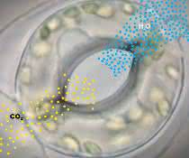 Gasaustausch über die Stomata: Kohlendioxid wird aufgenommen, gleichzeitig werden pro aufgenommenem CO2-Molekül hunderte Moleküle Wasser abgegeben. Gasaustausch über die Stomata: Kohlendioxid wird aufgenommen, gleichzeitig werden pro aufgenommenem CO2-Molekül hunderte Moleküle Wasser abgegeben.