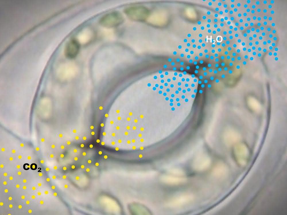 Gasaustausch über die Stomata: Kohlendioxid wird aufgenommen, gleichzeitig werden pro aufgenommenem CO2-Molekül hunderte Moleküle Wasser abgegeben.