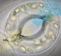 Gasaustausch über die Stomata: Kohlendioxid wird aufgenommen, gleichzeitig werden pro aufgenommenem CO2-Molekül hunderte Moleküle Wasser abgegeben.