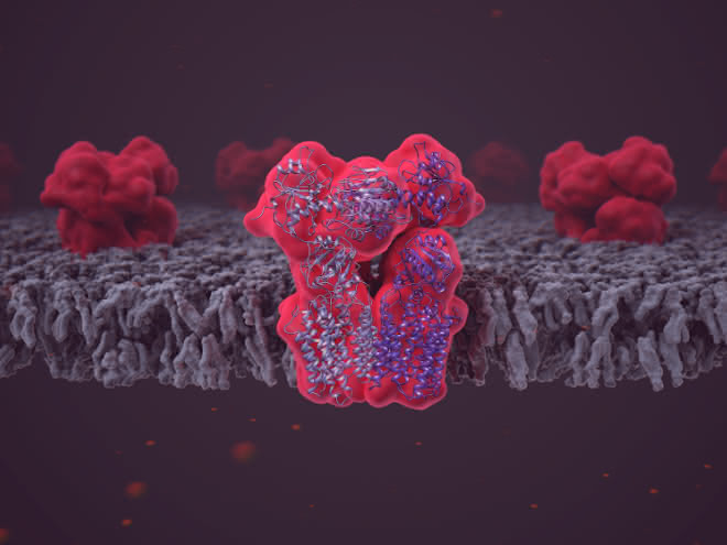 Das Enzym Transhydrogenase (NNT), eingebettet in die Lipiddoppelschicht der Mitochondrienmembran. Das Enzym Transhydrogenase (NNT), eingebettet in die Lipiddoppelschicht der Mitochondrienmembran.