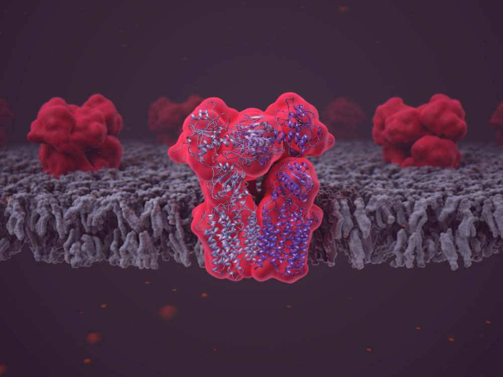 Das Enzym Transhydrogenase (NNT), eingebettet in die Lipiddoppelschicht der Mitochondrienmembran.