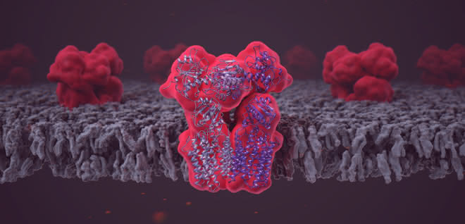 Das Enzym Transhydrogenase (NNT), eingebettet in die Lipiddoppelschicht der Mitochondrienmembran. Das Enzym Transhydrogenase (NNT), eingebettet in die Lipiddoppelschicht der Mitochondrienmembran.