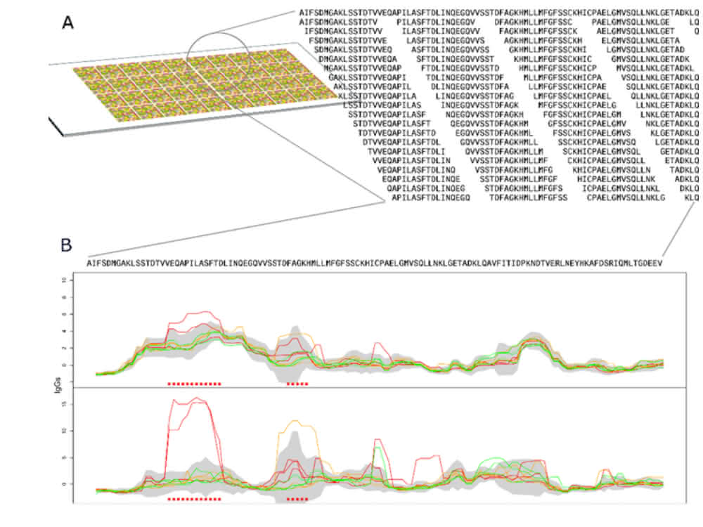 Bild 1: A) Schematische Darstellung der synthetisierten Peptide auf einem Microarray, welche mithilfe eines Tiling-Ansatzes berechnet wurden. Bild 1: A) Schematische Darstellung der synthetisierten Peptide auf einem Microarray, welche mithilfe eines Tiling-Ansatzes berechnet wurden.