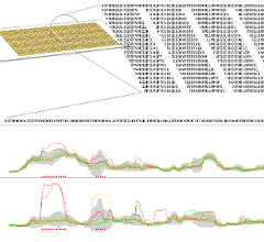 Bild 1: A) Schematische Darstellung der synthetisierten Peptide auf einem Microarray, welche mithilfe eines Tiling-Ansatzes berechnet wurden.