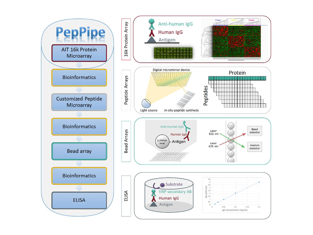 Bild 2: Die Autoren fassen ihre Labor- und Bioinformatik-Tools in einer Pipeline (PepPipe) zusammen, um Protein- und Peptid-basierte Analysen durchzuführen. Bild 2: Die Autoren fassen ihre Labor- und Bioinformatik-Tools in einer Pipeline (PepPipe) zusammen, um Protein- und Peptid-basierte Analysen durchzuführen.