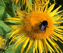 Insektenschutz und -forschung stehen im Fokus des neuen Beschlusses. Biene auf Sonnenblume