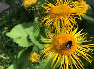 Biene auf Sonnenblume