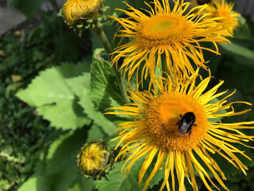 Biene auf Sonnenblume