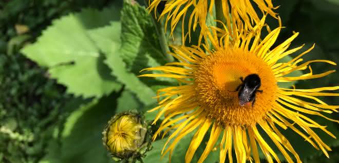 Biene auf Sonnenblume