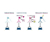 Verschiedene Nachweismethoden für die Western Blot Analyse mittels Radioaktivität, enzymatischer Reaktion (kolorimetrisch und chemilumineszierend) und Fluoreszenz.