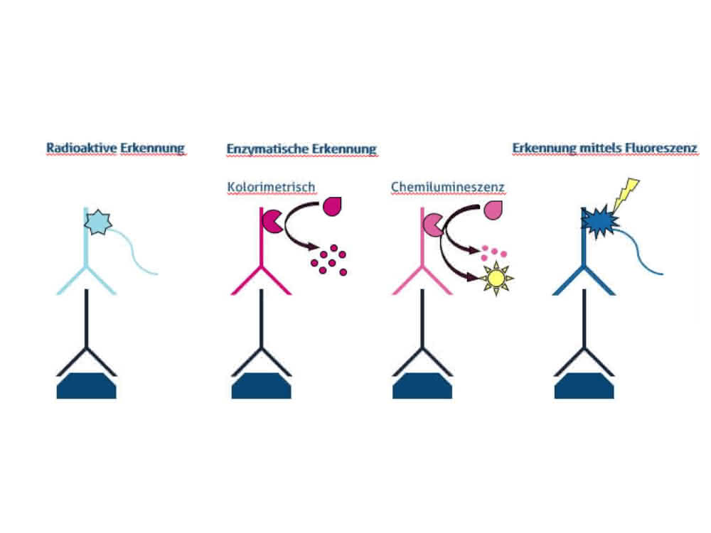 Verschiedene Nachweismethoden für die Western Blot Analyse mittels Radioaktivität, enzymatischer Reaktion (kolorimetrisch und chemilumineszierend) und Fluoreszenz. Verschiedene Nachweismethoden für die Western Blot Analyse mittels Radioaktivität, enzymatischer Reaktion (kolorimetrisch und chemilumineszierend) und Fluoreszenz.