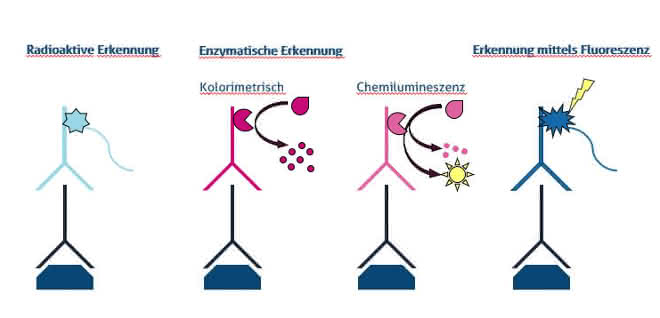 Verschiedene Nachweismethoden für die Western Blot Analyse mittels Radioaktivität, enzymatischer Reaktion (kolorimetrisch und chemilumineszierend) und Fluoreszenz. Verschiedene Nachweismethoden für die Western Blot Analyse mittels Radioaktivität, enzymatischer Reaktion (kolorimetrisch und chemilumineszierend) und Fluoreszenz.