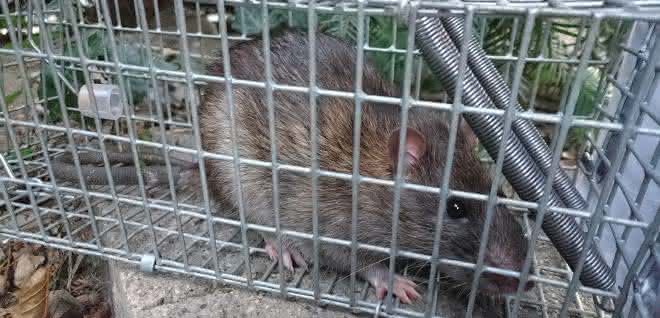Ratte hinter Gittern