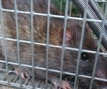Ratte hinter Gittern