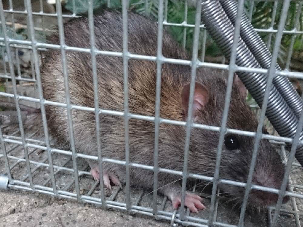 Ratte hinter Gittern
