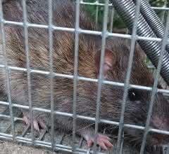 Ratte hinter Gittern
