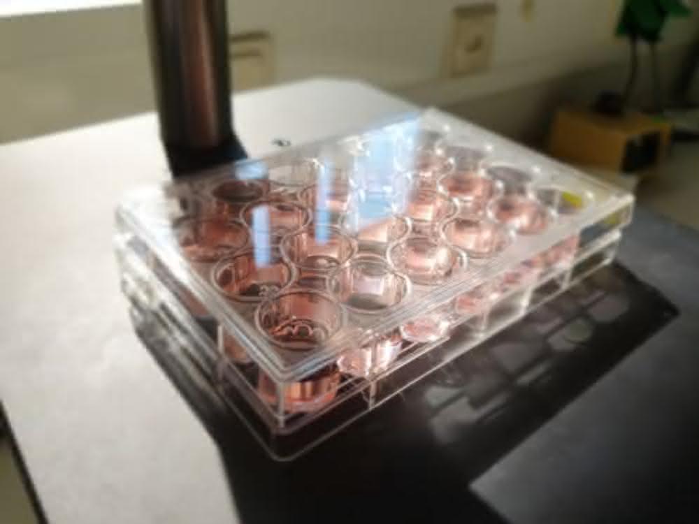 ELISA-Mikrotiterplatte