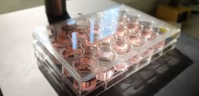 ELISA-Mikrotiterplatte