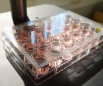 ELISA-Mikrotiterplatte