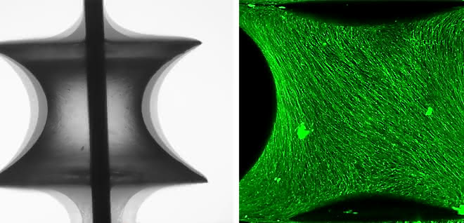 L: Phasenkontrastbilder eines auf einer Kapillarbrücke gewachsenen Gewebes. R: Mit fluoreszierendem Marker einge