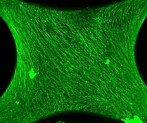 L: Phasenkontrastbilder eines auf einer Kapillarbrücke gewachsenen Gewebes. R: Mit fluoreszierendem Marker einge