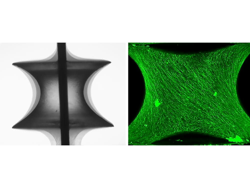 L: Phasenkontrastbilder eines auf einer Kapillarbrücke gewachsenen Gewebes. R: Mit fluoreszierendem Marker einge