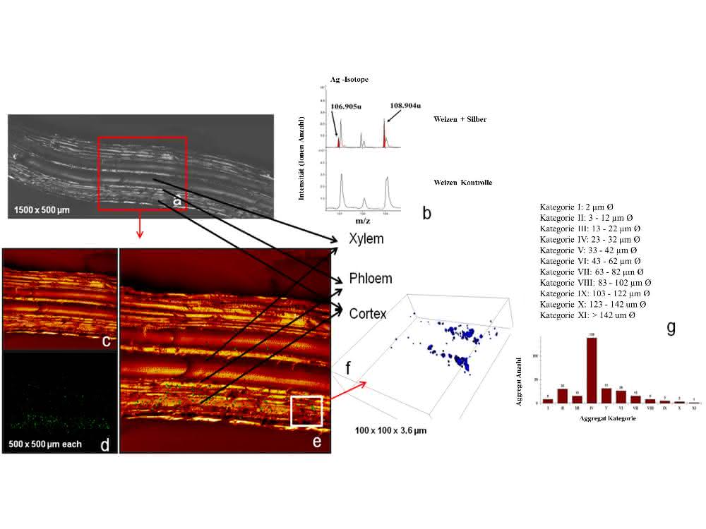 Bild 1: Ag-Verteilung in einem Gewebeschnitt (Längsschnitt) der Weizen-Wurzel, ToF-SIMS-Gesamtionenrekonstruktion, Behandlung mit C2 = 7,0 mg/kg. ...